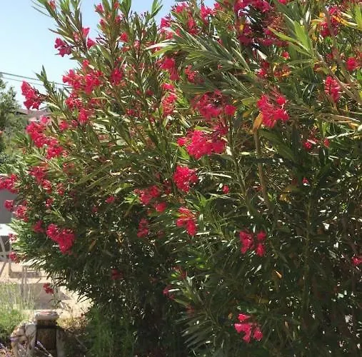 Haus Hanna Apartment *